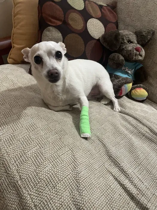 CVCA Cardiac Care For Pets 2