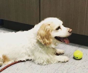 CVCA Cardiac Care For Pets