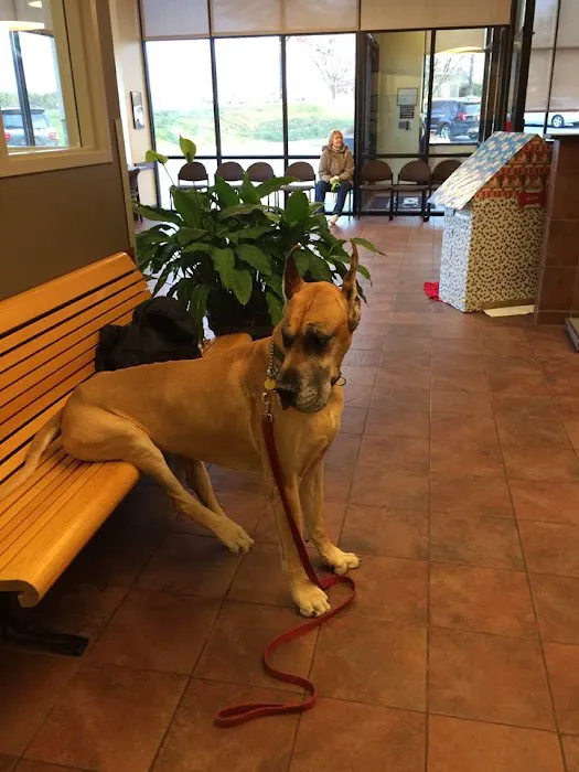 CVCA Cardiac Care For Pets 8