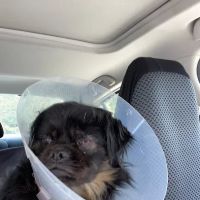 Eye Care for Animals - Annapolis Best Gate ico