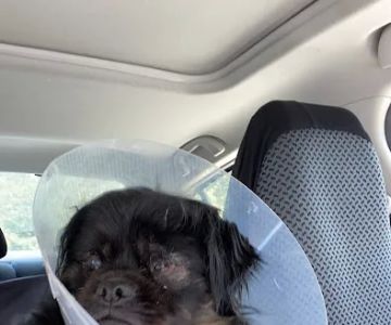 Eye Care for Animals - Annapolis Best Gate