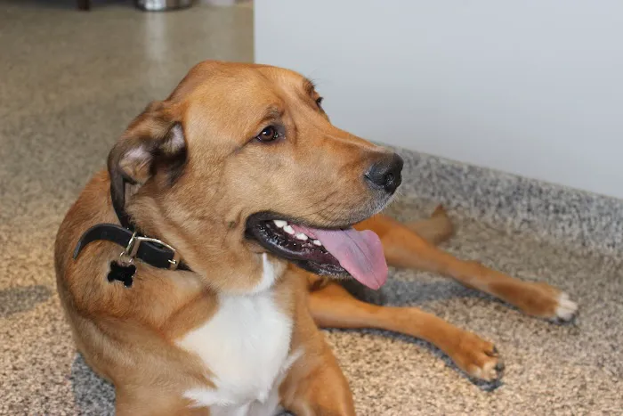 Annapolis Veterinary & Wellness 3