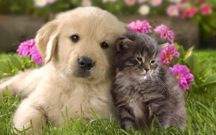 Annapolis Veterinary & Wellness 4