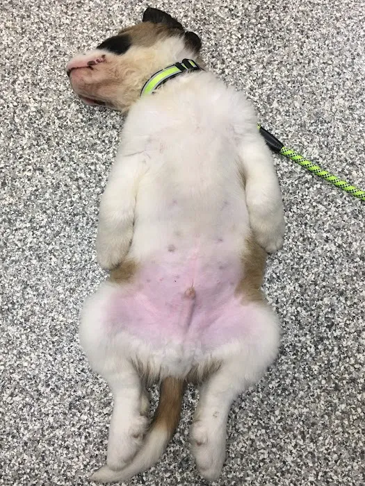 Annapolis Veterinary & Wellness 6