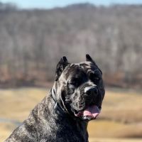 Annapolis Veterinary & Wellness ico