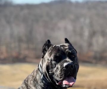 Annapolis Veterinary & Wellness