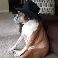 Bay Country Veterinary Hospital - Annapolis ico