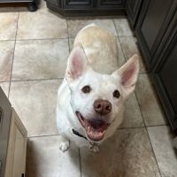 Hoffman Animal Hospital ico