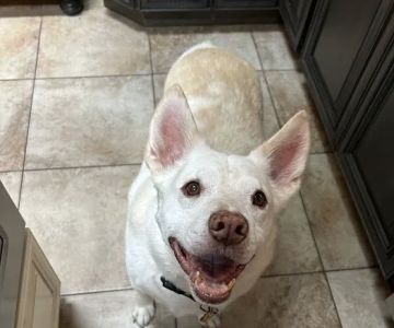 Hoffman Animal Hospital