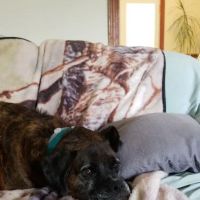 Calvert Well Pet Clinic ico