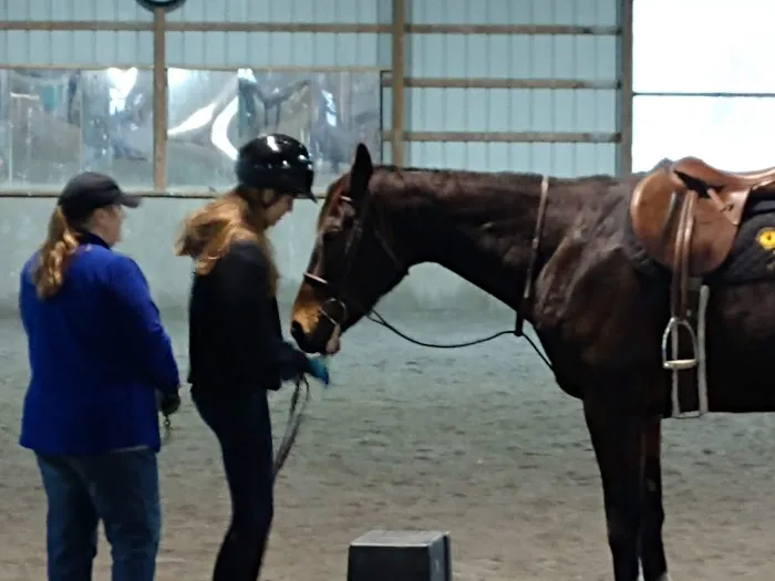 Bay Equine Services 3