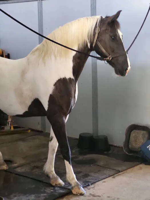 Bay Equine Services 2