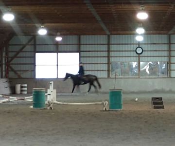 Bay Equine Services