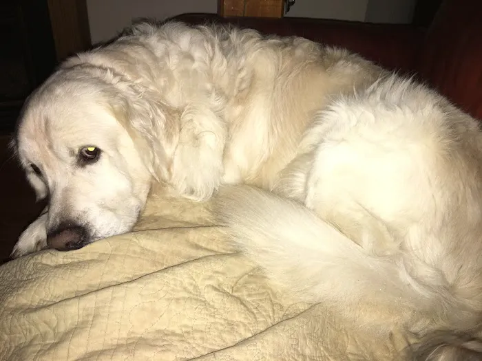 Prince Frederick Animal Hospital 6