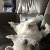 Prince Frederick Animal Hospital ico