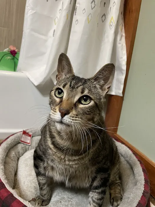 Prince Frederick Animal Hospital 10