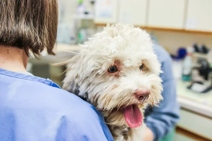 Bay Ridge Animal Hospital 5