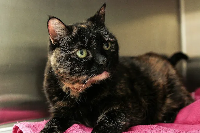 Annapolis Cat Hospital 5