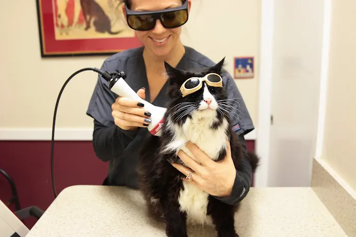 Annapolis Cat Hospital 2
