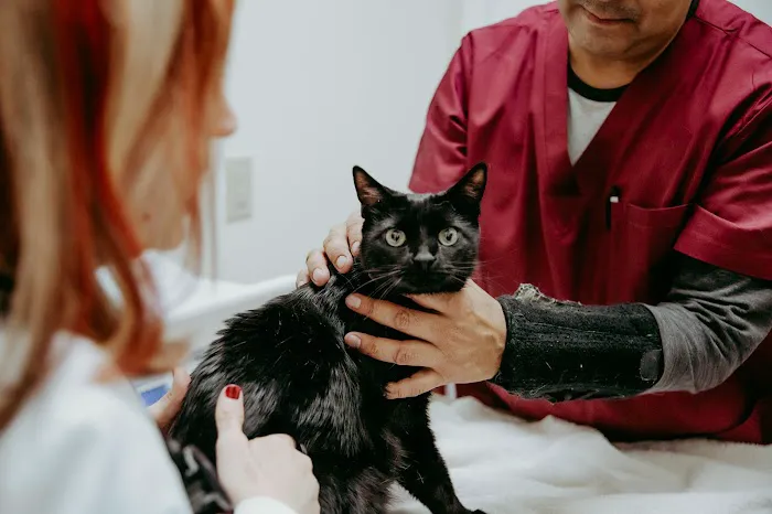 Annapolis Cat Hospital 7