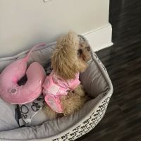 Spay Neuter Vets ico