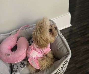 Spay Neuter Vets