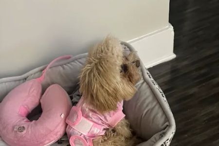 Spay Neuter Vets