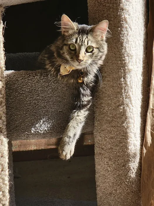 Spay Neuter Vets 12