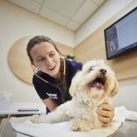 Chewy Vet Care Halcyon ico