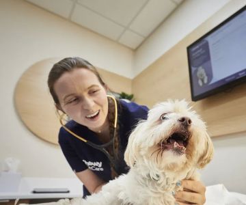 Chewy Vet Care Halcyon