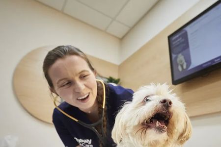 Chewy Vet Care Halcyon