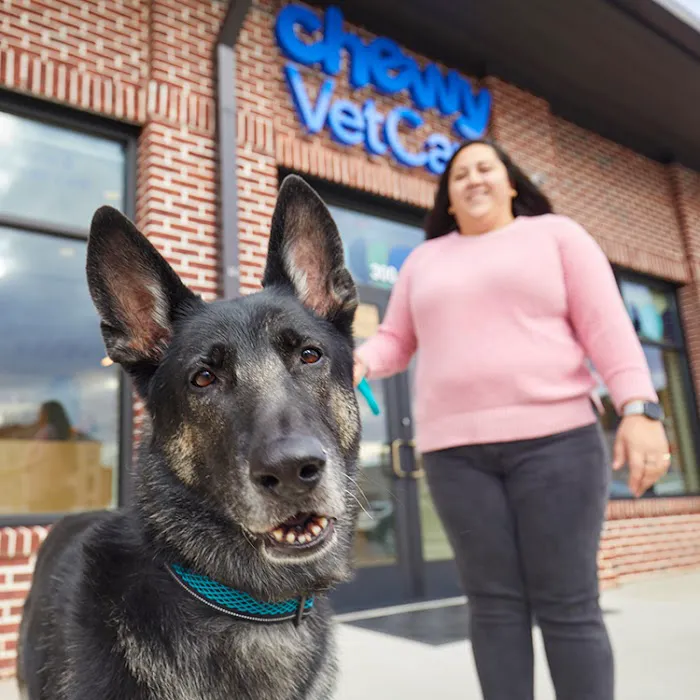 Chewy Vet Care Halcyon 7