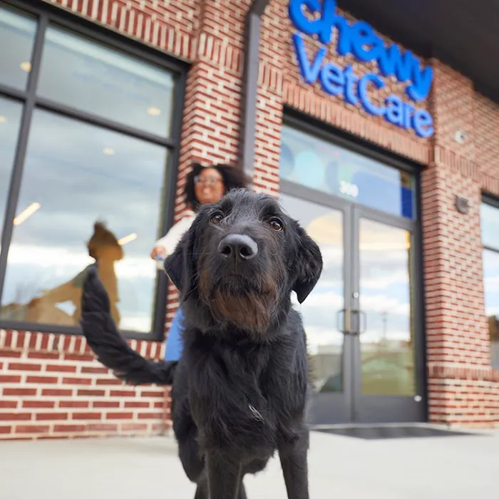 Chewy Vet Care Halcyon 2
