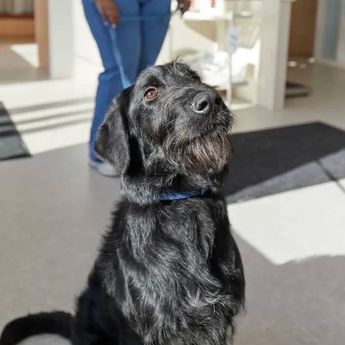 Chewy Vet Care Halcyon 6