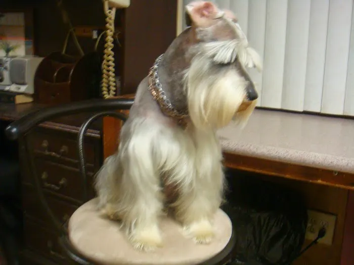 Griffin's Animal Hospital 1