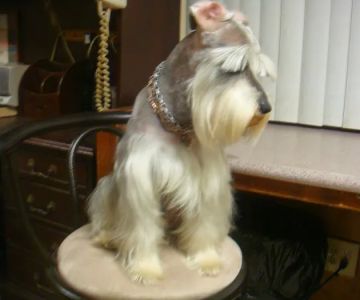 Griffin's Animal Hospital