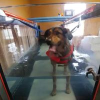 ARCC - Animal Rehab & Conditioning Center ico