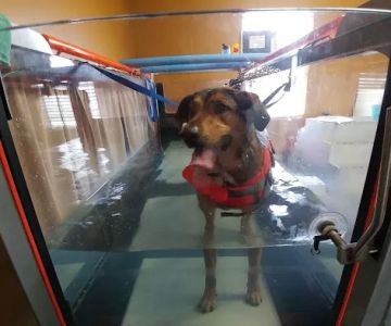 ARCC - Animal Rehab & Conditioning Center