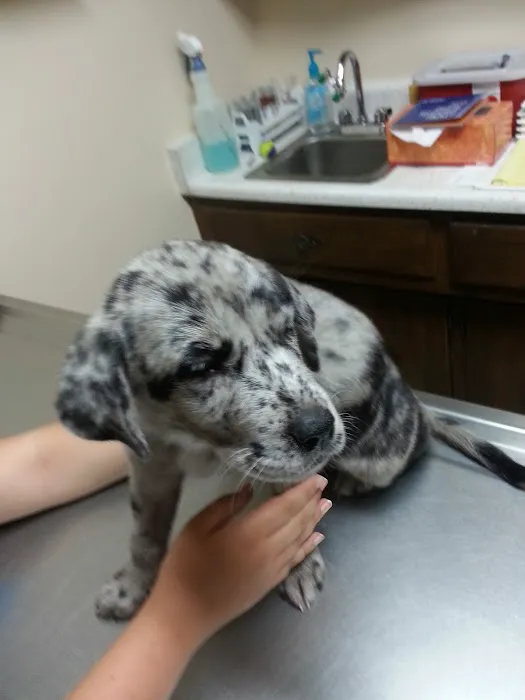 McPhail Animal Hospital 5