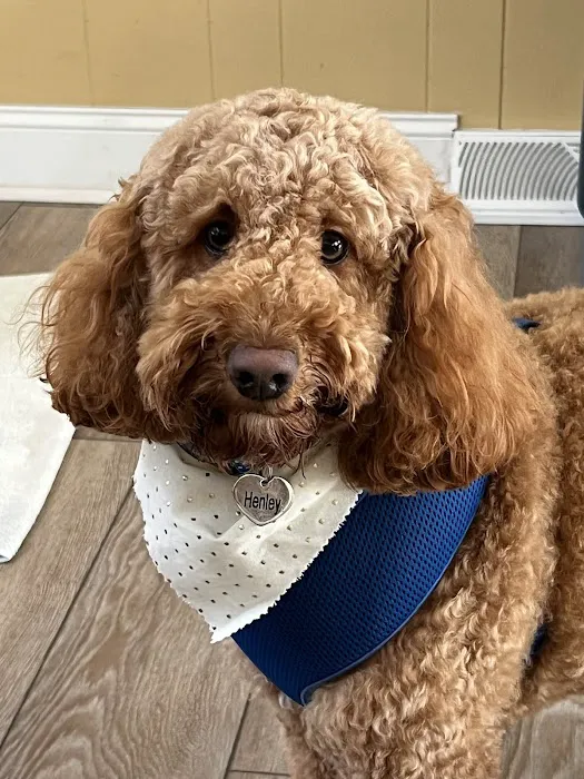Oasis Animal Hospital & Vet Emergency - Family Vet | Pet Dentistry | Pet Emergency 5
