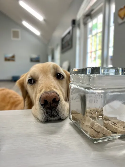 Oasis Animal Hospital & Vet Emergency - Family Vet | Pet Dentistry | Pet Emergency 1