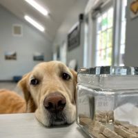 Oasis Animal Hospital & Vet Emergency - Family Vet | Pet Dentistry | Pet Emergency ico