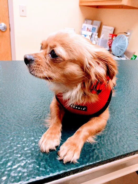 Milestone Veterinary Hospital 4