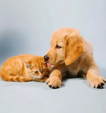 Milestone Veterinary Hospital 2