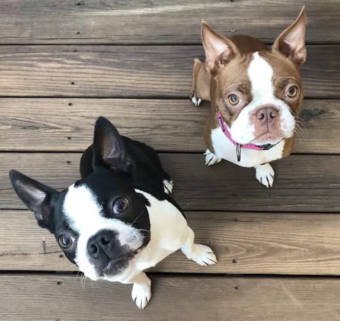 Hillcrest Animal Hospital 4