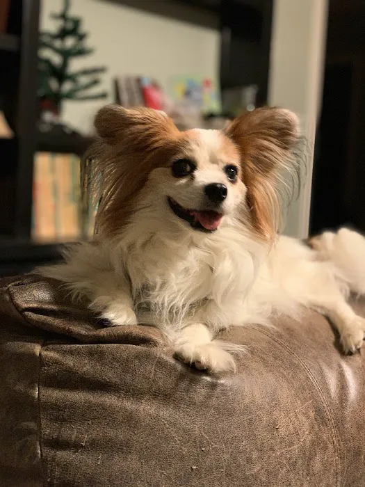 Hillcrest Animal Hospital 3