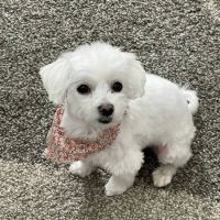 Hillcrest Animal Hospital ico