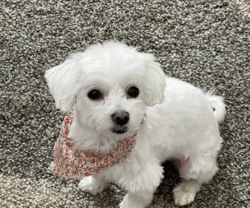 Hillcrest Animal Hospital