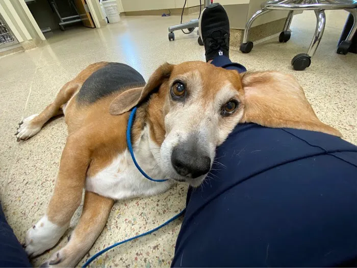 Hillcrest Animal Hospital 10