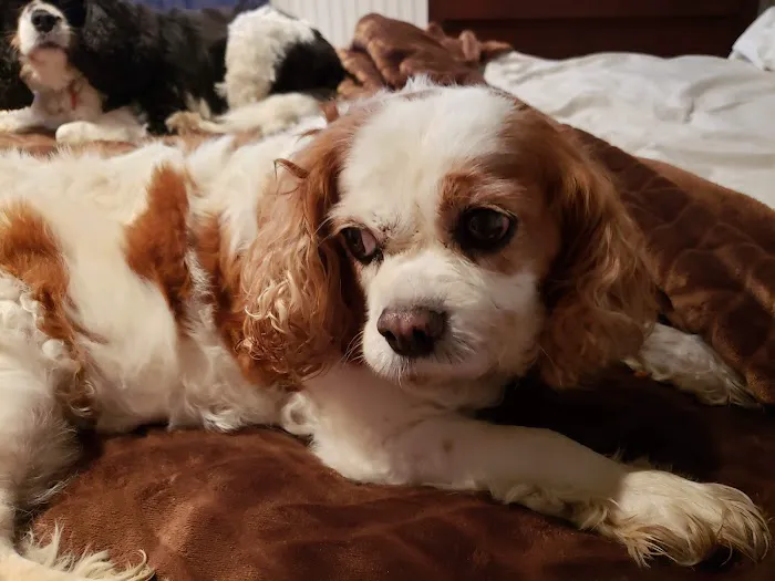 Hillcrest Animal Hospital 8
